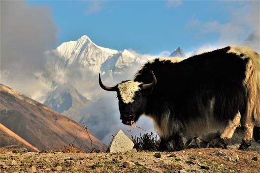 Vincent Rudolph fotografierte während seines Auslansaufenthaltes ein Yak in den nepalesischen Bergen.